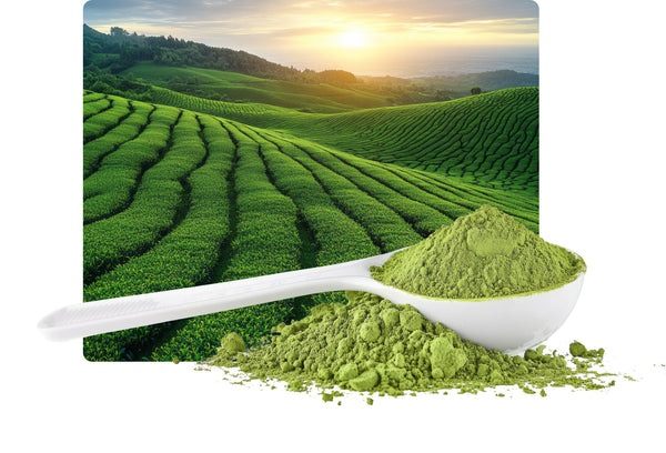 Green Tea Extract